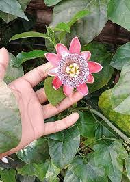 Pink Passiflora Incarnata Flower Seeds – Heirloom, Non-GMO, High Germination Organic Garden Seeds for Planting