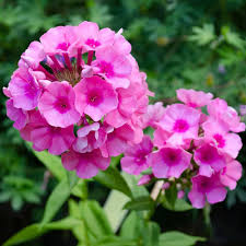 Pink Giant Phlox Flower Seeds – Heirloom Non-GMO High Germination Organic Garden Seeds for Planting