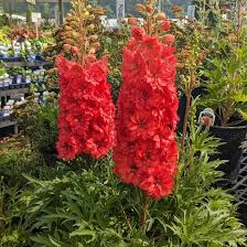 Rote Delphinium-Blumensamen zum Pflanzen – Erbstück, gentechnikfrei, hohe Keimrate Bio-Gartensamen