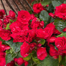 Red Double Begonia Flower Seeds for Planting – Heirloom, Non-GMO, High Germination Organic Garden Seeds
