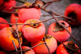 Mixed Organic Persimmon Seeds – Heirloom, Non-GMO, High Germination Organic Garden Seeds for Planting