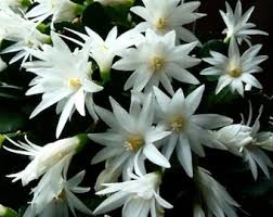 Rhipsalidopsis White Flower Seeds for Planting – Heirloom Non-GMO High Germination Organic Garden Seeds