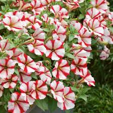 Red White Calibrachoa Flower Seeds Heirloom Non-GMO High Germination Organic Garden Seeds for Planting