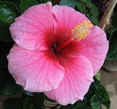 Pink Hibiscus Rosella Flower Seeds for Planting – Heirloom Non-GMO High Germination Organic Garden Seeds