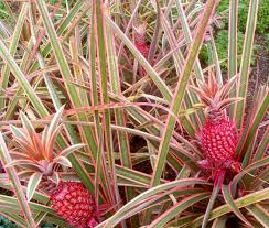 Red Pine Apple Seeds Heirloom Non-GMO High Germination Organic Garden Seeds for Planting