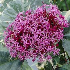 Cleome Flower Seeds Pink For Planting Heirloom Non-GMO High Germination Organic Garden Seeds for Planting