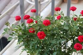 Red Mini Rose Flower Seeds for Planting – Heirloom Non-GMO High Germination Organic Garden Seeds