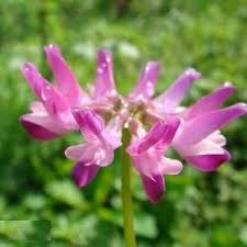 Pink White Astragalus Flower Seeds Heirloom Non-GMO High Germination Organic Garden Seeds for Planting