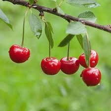 Heirloom Montmorency Cherry Fruit Seeds for Planting – Non-GMO Tart Cherry Seeds, High Germination