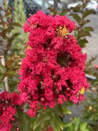 Red Crape Flower Seeds for Planting – Heirloom, Non-GMO, High Germination Organic Garden Seeds