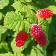 Tayberry Fruit Seed Set for Planting – Heirloom Non-GMO High Germination Organic Garden Seeds Sweet Unique Berries Seeds for Planting