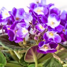 Purple White Saintpaulia Flower Seeds – Heirloom Non-GMO High Germination Organic Garden Seeds