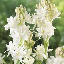 White Agapanthus Flower Seeds Heirloom Non-GMO High Germination Organic Garden Seeds