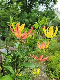 Red Yellow Gloriosa Flower Seeds for Planting – Heirloom Non-GMO High Germination Organic Garden Seeds
