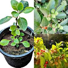 Ashwagandha Withania Somnifera For Planting Seeds – Non-GMO Heirloom High Germination Organic Garden Seeds for Herbal Wellness
