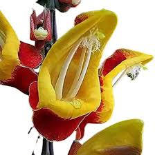Red Yellow Mysorensis Flower Seeds for Planting – Heirloom Non-GMO High Germination Organic Garden Seeds