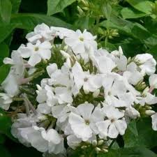 Phlox Flower Perennial Seeds White Heirloom Non-GMO High Germination Organic Garden Seeds for Planting