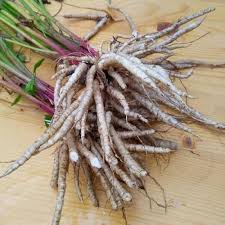 White Skirret Seeds Heirloom Non-GMO High Germination Organic Garden Seeds for Planting