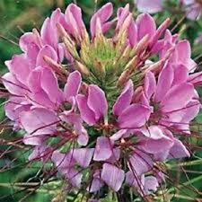 Pink Cleome Hassleriana Flower Seeds Heirloom Non-GMO High Germination Organic Garden Seeds for Planting