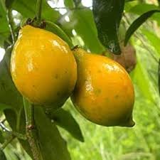 Green Lucuma Nervosa Seeds – Heirloom Non-GMO High Germination Organic Garden Seeds for Planting Seeds for Planting