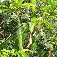 Army Green Graviola Soursop Fruit Seeds for Planting – Heirloom Non-GMO High Germination Organic Garden Seeds for Tropical Fruit Seeds for Planting