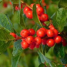 Winterberry Holly Fruit Seeds for Planting – Heirloom Non-GMO High Germination Organic Garden Seeds for Ornamental Berry-Bearing Shrubs