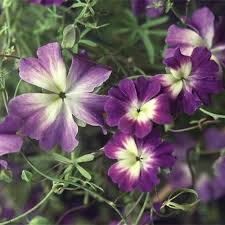 Purple Tropaeolum Azureum Flower Seeds Heirloom Non-GMO High Germination Organic Garden Seeds for Planting