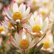 Red Yellow Leucadendron Flower Seeds – Heirloom Non-GMO High Germination Seeds
