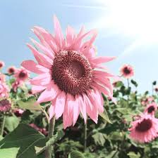 Semillas de Girasol Rosa – Semillas de Jardín Orgánicas, Heirloom, Sin OGM, de Alta Germinación para Sembrar