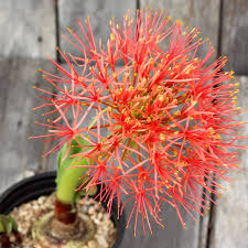 Red Scadoxus Flower Seeds Heirloom Non-GMO High Germination Organic Garden Seeds for Planting