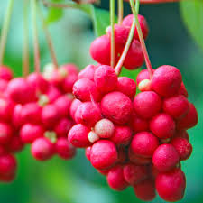 Schisandra Seeds for Planting – Grow Adaptogenic &amp; Flavorful Fruits Heirloom Non-GMO High Germination Organic Garden Seeds