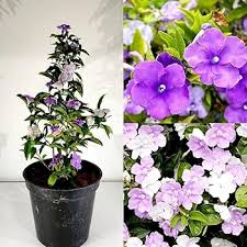 Pink Brunfelsia Pauciflora Calycina Blumensamen – Alte Sorte, Non-GMO, hohe Keimfähigkeit, Bio-Gartensamen zum Pflanzen