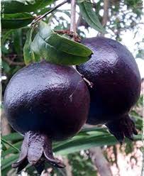 Black Pomegranate Fruit Seeds for Planting Heirloom Non-GMO High Germination Organic Garden Seeds