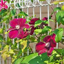 Red Clematis Flowers Seeds for Planting – Heirloom Non-GMO High Germination Seeds