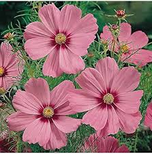 Pink Bipinnatus Flower Seeds for Planting – Heirloom Non-GMO High Germination Organic Garden Seeds