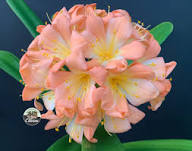 Clivia Flower Seeds Perennial Pink – Heirloom, Non-GMO, High Germination Organic Garden Seeds for Planting Seeds for Planting