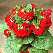 Calceolaria Flower Seeds Red – Heirloom, Non-GMO, High Germination Organic Garden Seeds for Planting