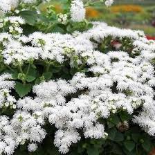White Ageratum Flower Seeds – Heirloom, Non-GMO, High Germination Organic Garden Seeds for Planting
