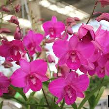 Orchid Flower Seeds Pink – Heirloom, Non-GMO, High Germination Organic Garden Seeds for Planting