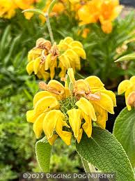 Phlomis Flower Seeds for Planting – Heirloom, Non-GMO, High Germination Organic Garden Seeds