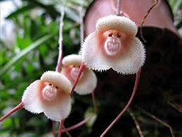 White Monkey Face Flower Seeds – Heirloom, Non-GMO, High Germination Organic Garden Seeds for Planting