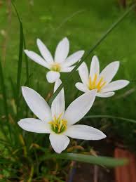 White Zephyranthes Flower Seeds – Heirloom Non-GMO High Germination Organic Garden Seeds