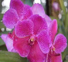 Orchid Flower Seeds Pink – Heirloom, Non-GMO, High Germination Organic Garden Seeds for Planting