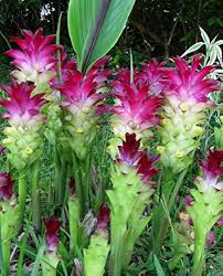 Curcuma Flower Seeds Pink Red – Heirloom Non-GMO Organic Garden Seeds