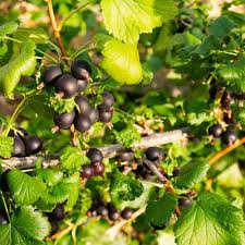 Black Ribes Seeds Heirloom Non-GMO High Germination Organic Garden Seeds for Planting