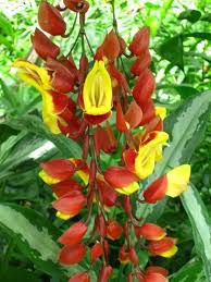 Red Thunbergia Mysorensis Flower Seeds Heirloom Non-GMO High Germination Organic Garden Seeds for Planting Exotic Cascading Blooms