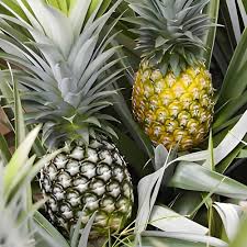 Queen Victoria Pineapple Fruit Seeds for Planting Heirloom Non-GMO High Germination Organic Garden Seeds