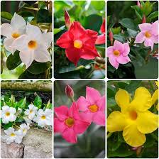 Mixed Dipladenia Sanderi Flower Seeds – Heirloom Non-GMO High Germination Seeds