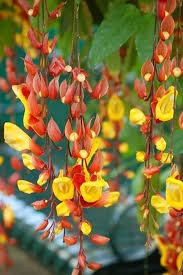 Yellow Thunbergia Coccinea Flower Seeds Heirloom Non-GMO High Germination Organic Garden Seeds