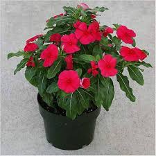 Periwinkle Flower Seeds Heirloom Non-GMO High Germination Organic Garden Seeds for Planting